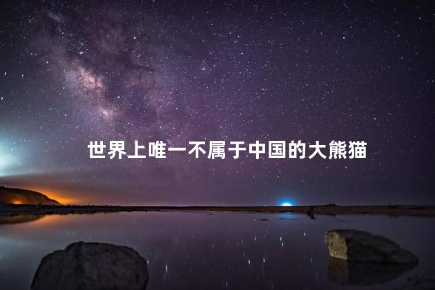 世界上唯一不属于中国的大熊猫，全球唯一不属于中国的一只大熊猫