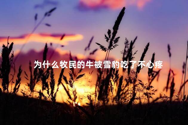 为什么牧民的牛被雪豹吃了不心疼,牧民的牛被雪豹吃了为什么也不心疼