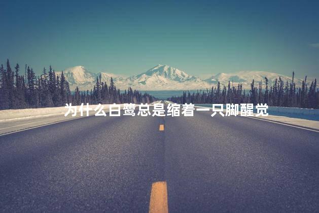 为什么白鹭总是缩着一只脚醒觉，白鹭为什么单脚睡觉