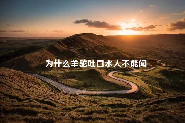 为什么羊驼吐口水人不能闻，羊驼吐口水人为什么不能闻