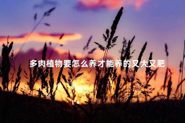 多肉植物要怎么养才能养的又大又肥，多肉咋养长得又快又肥