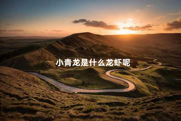 小青龙是什么龙虾呢 小青龙好吃吗