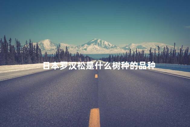 日本罗汉松是什么树种的品种，日本罗汉松是什么植物