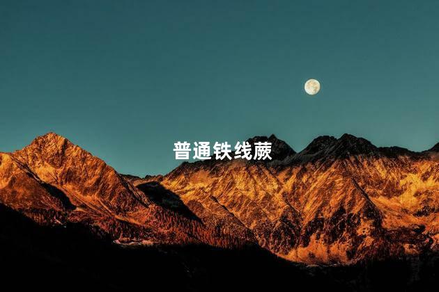 普通铁线蕨,普通铁线蕨长什么样