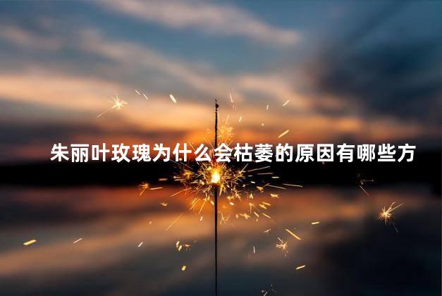 朱丽叶玫瑰为什么会枯萎的原因有哪些方面，为什么朱丽叶玫瑰会枯萎呢
