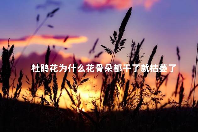 杜鹃花为什么花骨朵都干了就枯萎了，为什么杜鹃花花骨朵干了就枯萎了呢