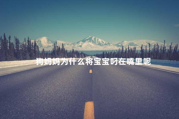 狗妈妈为什么将宝宝叼在嘴里呢，狗妈妈将宝宝叼在嘴里是什么意思