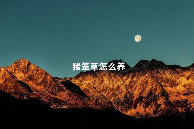 猪笼草怎么养，如何养猪笼草