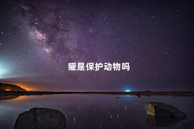 獾是保护动物吗,獾是不是保护动物