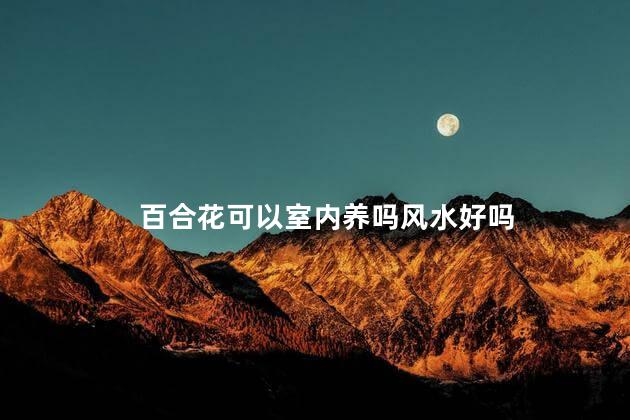 百合花可以室内养吗风水好吗，百合花可以室内养吗