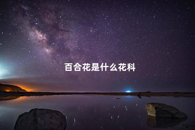 百合花是什么花科，百合花属于什么花科