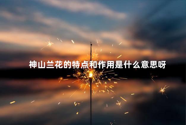 神山兰花的特点和作用是什么意思呀，神山兰花的特点和作用是什么