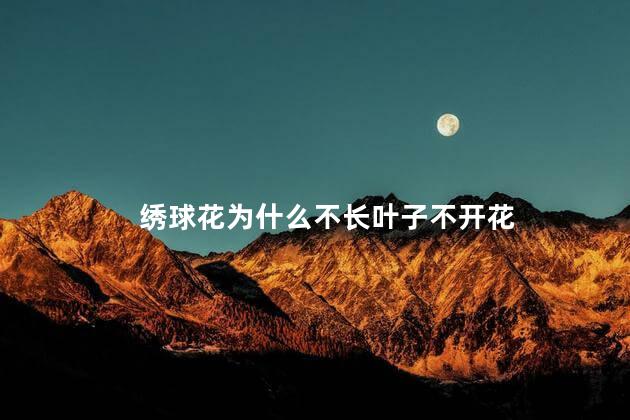 绣球花为什么不长叶子不开花，为什么绣球花不长叶子不开花呢
