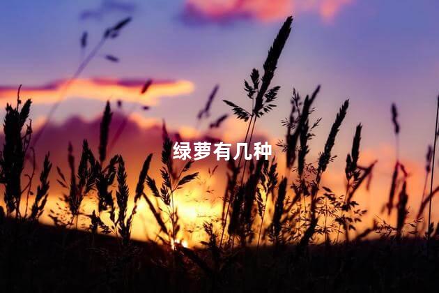 绿萝有几种，绿萝有多少种类