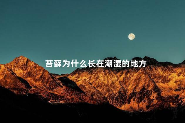 苔藓为什么长在潮湿的地方，为什么苔藓长在潮湿的地方呢