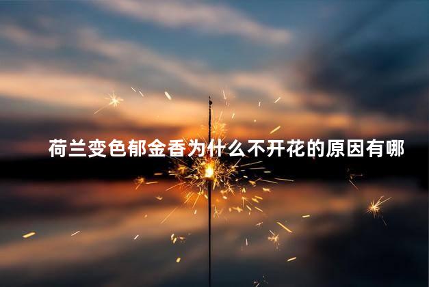 荷兰变色郁金香为什么不开花的原因有哪些，荷兰变色郁金香不开花怎么回事