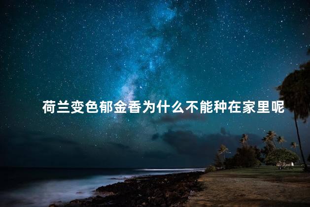 荷兰变色郁金香为什么不能种在家里呢，郁金香能不能放在家里