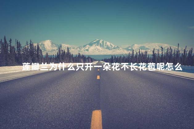 莲瓣兰为什么只开一朵花不长花苞呢怎么办，莲瓣兰只开一朵花不长花苞怎么处理