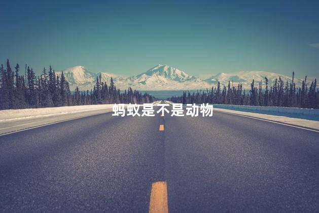 蚂蚁是不是动物，蚂蚁属于什么