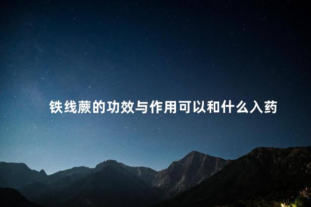 铁线蕨的功效与作用可以和什么入药，铁线蕨的功效与作用是什么