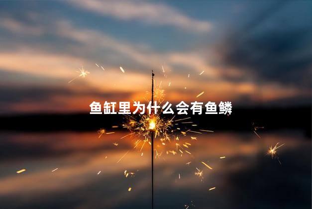 鱼缸里为什么会有鱼鳞,鱼缸里有鱼鳞是怎么回事