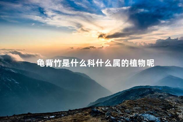 龟背竹是什么科什么属的植物呢，龟背竹是什么科属