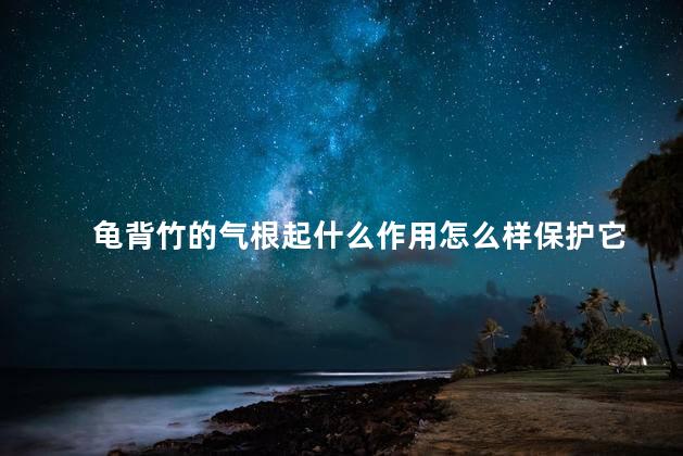 龟背竹的气根起什么作用怎么样保护它，龟背竹的气根有什么作用